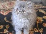 Blue Tabby Persian Female - Persian Kitten For Sale - 