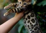 Rocky - Bengal Kitten For Sale - 