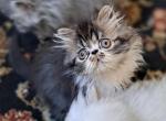 Brown Tabby and White Male Persian Kitten - Persian Kitten For Sale - 