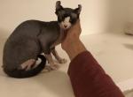 LingLing  Mila X Santiago - Sphynx Kitten For Sale - Andover, CT, US