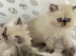 Simply Adorable - Persian Kitten For Sale - Houston, TX, US