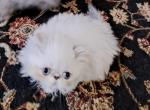 Blue Lynx Point & White Male Kitten - Persian Kitten For Sale - 