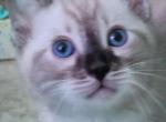 Snow Seal Solid Lynx Point male Tundra - Bengal Kitten For Sale - 