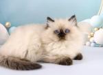 Yogurt Ragdoll male seal pointed - Ragdoll Kitten For Sale - Miami, FL, US