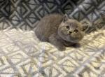 SIMBA - British Shorthair Kitten For Sale - New York, NY, US