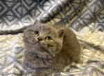 BENNY - British Shorthair Kitten For Sale - New York, NY, US