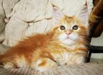 Tilda Maine Coon female red tabby with white - Maine Coon Kitten For Sale - Miami, FL, US