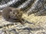 KING - British Shorthair Kitten For Sale - New York, NY, US