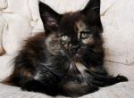 Tayna Maine Coon female black tortie with white - Maine Coon Kitten For Sale - Miami, FL, US