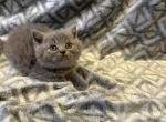 LOLA - British Shorthair Kitten For Sale - New York, NY, US