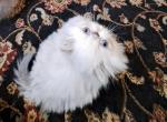 Blue Lynx Point & White Himalayan Bicolor Kitten - Himalayan Kitten For Sale - South Boston, VA, US