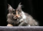 Indira Maine Coon female black tortie silver - Maine Coon Kitten For Sale - Miami, FL, US