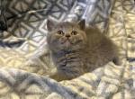 LUNA - British Shorthair Kitten For Sale - New York, NY, US