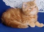 Rusty Exotic male red tabby - Exotic Kitten For Sale - Miami, FL, US