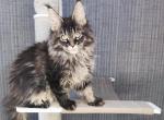 Versal - Maine Coon Kitten For Sale - Hollywood, FL, US