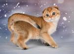 Whiskey Scottish Fold male black golden ticked ta - Scottish Fold Kitten For Sale - Miami, FL, US