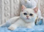 Oliver British Shorthair male black golden shaded - British Shorthair Kitten For Sale - Miami, FL, US