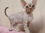 Kish Devon Rex male chocolate silver tabby - Devon Rex Kitten For Sale - Miami, FL, US