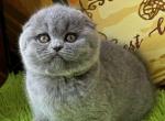 Esty Scottish Fold female blue - Scottish Fold Kitten For Sale - Miami, FL, US