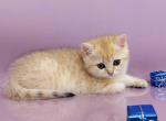 Harold British Shorthair male black golden shaded - British Shorthair Kitten For Sale - Miami, FL, US