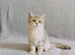 Monica - British Shorthair Kitten For Sale - Chicago, IL, US