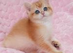 Smai British Shorthair male black golden chinchi - British Shorthair Kitten For Sale - Miami, FL, US