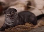 King Scottish Fold male black smoke - Scottish Fold Kitten For Sale - Miami, FL, US