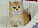 Simona - British Shorthair Kitten For Sale - NY, US