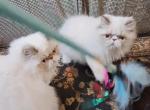 2 Chocolate Lynx Point and White Kittens - Himalayan Kitten For Sale - South Boston, VA, US