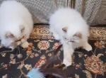 2 Chocolate Lynx Point & White Kittens - Persian Kitten For Sale - South Boston, VA, US