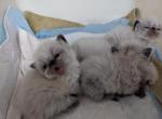 Cue T Paws Sugar of Cherrybirdie - Himalayan Kitten For Sale - 