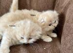 Scottish fold Persian - Scottish Fold Kitten For Sale - 