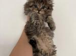 Burrito Scottish Straight Male - Scottish Straight Kitten For Sale - 