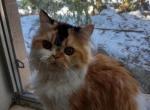 Calico girl - Exotic Kitten For Sale - 