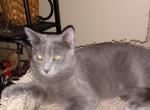 Freya - Domestic Kitten For Adoption - Hagerstown, MD, US