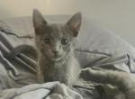 Russian Blue Kitten Litter 4 - Russian Blue Kitten For Sale - Atlanta, GA, US