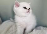 Ori kitten 10 - British Shorthair Kitten For Sale - Las Vegas, NV, US