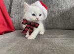 Litter two - Scottish Fold Kitten For Sale - 