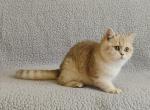 Dana - British Shorthair Kitten For Sale - Chicago, IL, US