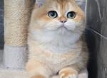 beautiful - British Shorthair Kitten For Sale - Los Angeles, CA, US