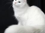 Danae - Maine Coon Cat For Sale - Virginia Beach, VA, US