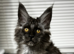 Larissa - Maine Coon Kitten For Sale - Marlton, NJ, US