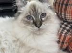 Siberian female Z - Siberian Kitten For Sale - Virginia Beach, VA, US