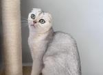 Silver scottish fold girl - Scottish Fold Cat For Sale - 