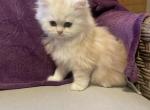 Calvin - Persian Kitten For Sale - 