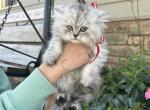 Simba - Persian Kitten For Sale - 