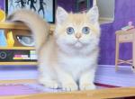 Layla - British Shorthair Kitten For Sale - Johns Creek, GA, US