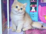 Layla - British Shorthair Kitten For Sale - Johns Creek, GA, US