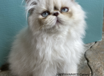 Maddie Macy Tort - Himalayan Kitten For Sale - Saint Francis, KS, US