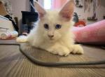 Mochi - Maine Coon Kitten For Sale - Fredericksburg, PA, US